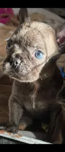 Французский бульдог - Blue