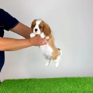 Cavalier king Charles spaniel - Aristor