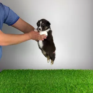 Owczarek astralijski aussie - Bastian