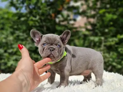 Französische Bulldogge - Balu