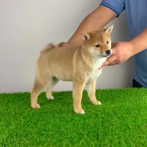 Shiba - Kami
