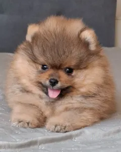 Pomeranian - Hugo