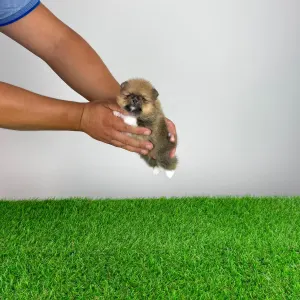 Pomeranian - Mandarin