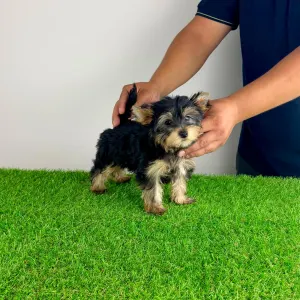 Yorkshire Terrier - Dora