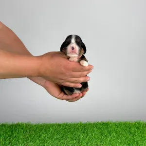 Кавалер кинг-чарльз-спаниель - Medy