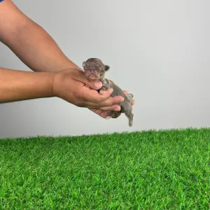 Chihuahua - Kasper