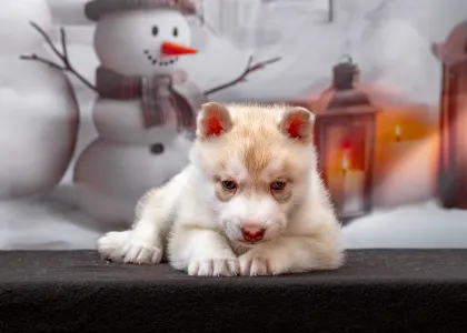 Husky siberian - Red