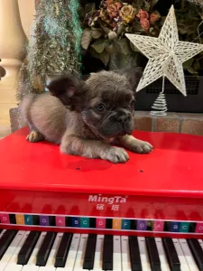 Bulldog francese - Fluffy