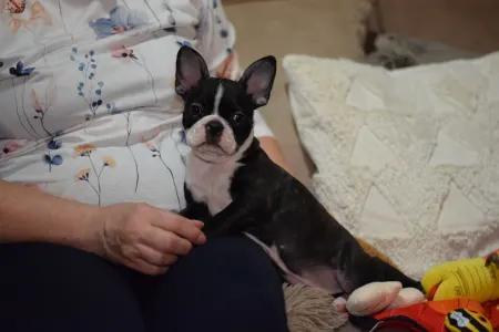 Boston Terrier - Táncos ( Dancer )