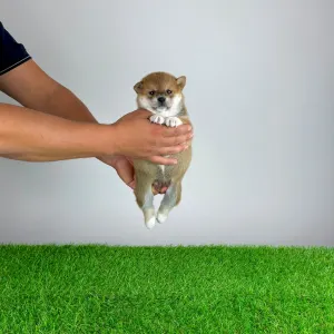 Shiba - Xulda