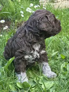 Lagotto romagnolo - Almíra