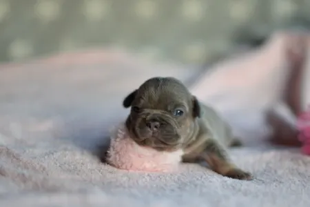 Französische Bulldogge - Rosie