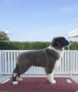 Border Collie - Echo