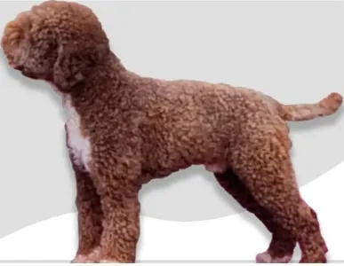 Wasserhund der Romagna - Artemis Floresti