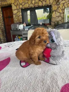 Poodle Miniature - Barack