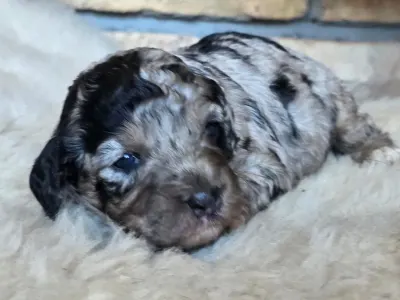 Cavapoo - Naomi