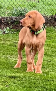 Hungarian Short-haired Vizsla - Bernie