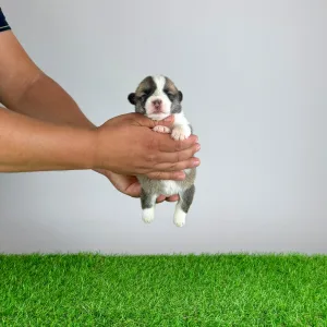 Welsh corgi pembroke - Elilie