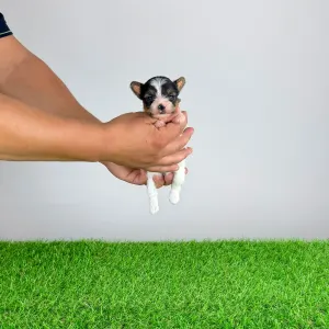 Biewer terrier - Ferrero