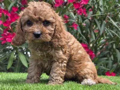 Cavapoo - Jonny