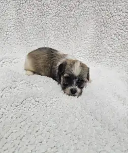 Bichon havanais - Mia