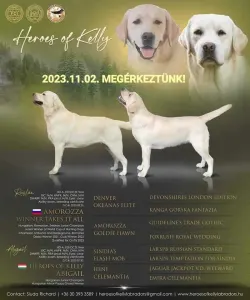 Labradorský retrívr - Mrs. Heroes Of Kelly 