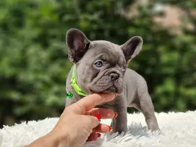 Französische Bulldogge - Balu