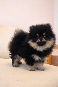 Pomeranian - Astarea 