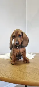 Dachshund - Arthur