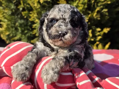 Cavapoo - Cedrick