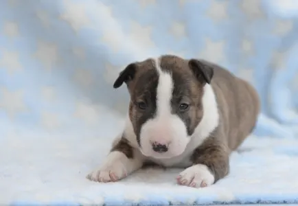 Miniatűr bullterrier - Nolan