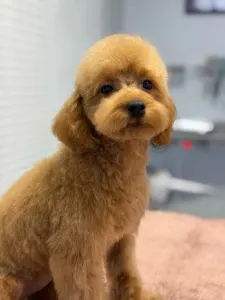 Poodle Toy - Barby
