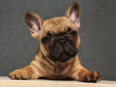 Bouledogue français - E. T. /reserved/