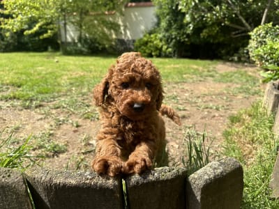 Poodle Miniature - Pepsi