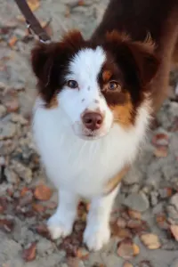 Miniature American Shepherd - Enheart Banjino Muse(strelka)