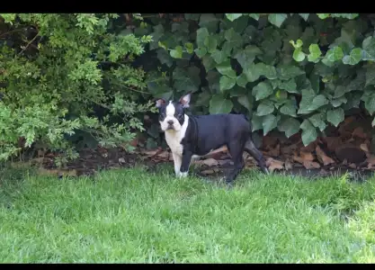 Boston Terrier - Gordon
