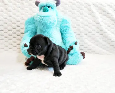 Francia bulldog - Horáció