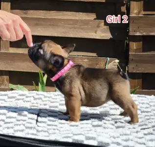 French Bulldog - Ramses