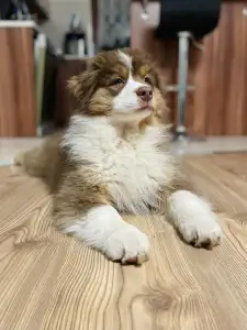 Australian Shepherd - Honour For The Brave Toronto Raptors