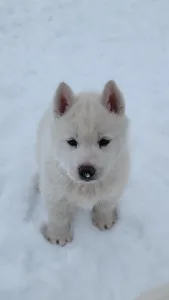 Siberian Husky - Jade Of Polar Moonlights