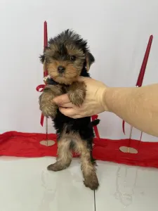 Yorkshire Terrier - Robbie