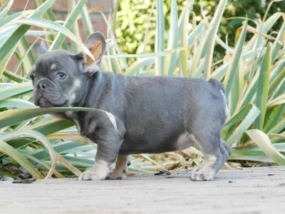 Buldog francuski - Glória