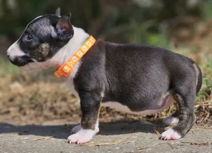 Miniatűr bullterrier - Petra