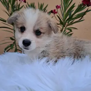 Welsh Corgi Pembroke - Calvin