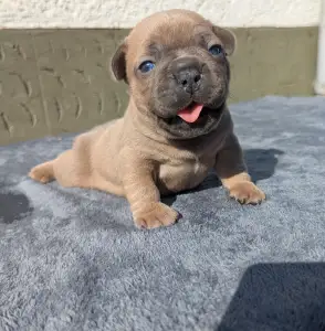 French Bulldog - Johnny