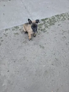 Belga juhászkutya - Hegeházi-őrző Delon