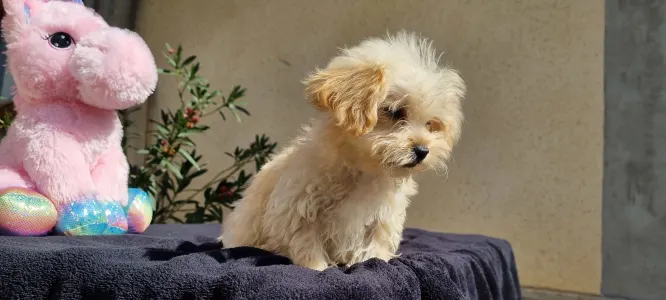 Maltipoo - Hope
