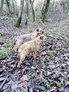Border Terrier - Cicaűző-Apród