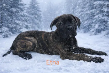 Chien de cour italien - Forza Di Diavolo Etna