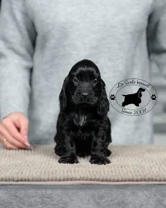 Angol Cocker spániel - La Scale Celestial Phenomena Alom